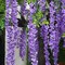12pcs Artificial Wisteria Vines Hanging Rattan Garlands Silk Flower for Wedding Party Home Garden Outdoor Ceremony Floral Décor, Purple